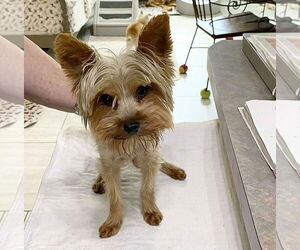 Mutt Dogs for adoption in Benton, LA, USA