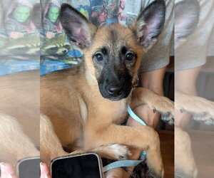 Mutt Dogs for adoption in Holly Springs, NC, USA