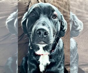 Labrador Retriever Dogs for adoption in Emmett, ID, USA