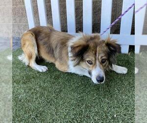 Australian Shepherd-Unknown Mix Dogs for adoption in Modesto, CA, USA