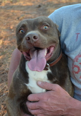 American Pit Bull Terrier-Unknown Mix Dogs for adoption in Woodstock, GA, USA
