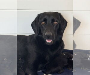Labrador Retriever-Unknown Mix Dogs for adoption in San Diego, CA, USA