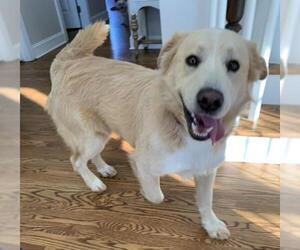 Golden Retriever Dogs for adoption in Elgin, IL, USA