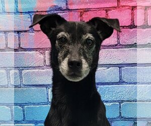 Labrador Retriever-Rat Terrier Mix Dogs for adoption in Wetumpka, AL, USA
