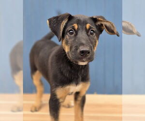 German Shepherd Dog-Unknown Mix Dogs for adoption in Lakewood, CO, USA