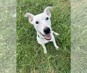 Mutt Dogs for adoption in Germantown, OH, USA