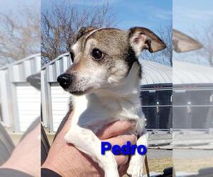 Jack Russell Terrier Dogs for adoption in Seaford, DE, USA