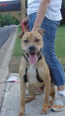 Bullboxer Pit Dogs for adoption in Loganville, GA, USA