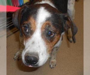 Beagle-Unknown Mix Dogs for adoption in Zanesville, OH, USA