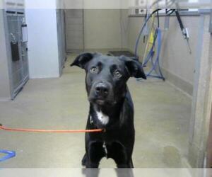 Labrador Retriever Dogs for adoption in Sacramento, CA, USA
