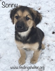 Collie-Labrador Retriever Mix Dogs for adoption in Southeastern, PA, USA
