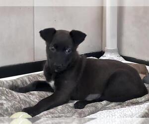 Labrador Retriever Dogs for adoption in Redwood City, CA, USA