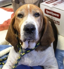 Bloodhound-Treeing Walker Coonhound Mix Dogs for adoption in Carmichael, CA, USA