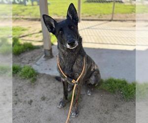 Holland Shepherd-Unknown Mix Dogs for adoption in Modesto, CA, USA