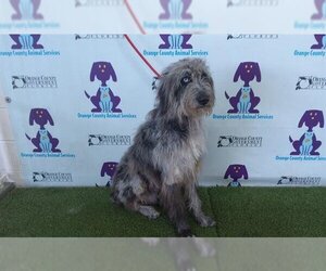Irish Wolfhound Dogs for adoption in Orlando, FL, USA