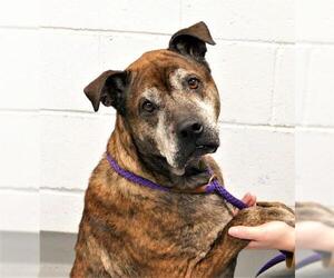American Staffordshire Terrier Dogs for adoption in Pittsburgh, PA, USA