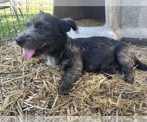 Mutt Dogs for adoption in Thorndale, TX, USA