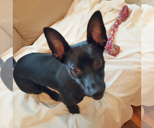 Chiweenie Dogs for adoption in Rowlett, TX, USA