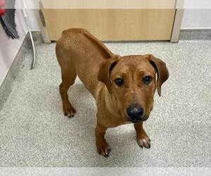 Rhodesian Ridgeback Dogs for adoption in Fort Collins, CO, USA