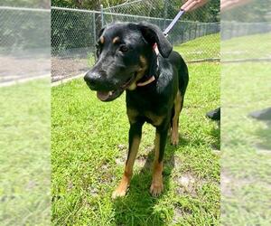 Rottweiler-Unknown Mix Dogs for adoption in Naples, FL, USA
