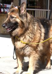 Medium Photo #1 German Shepherd Dog Puppy For Sale in Lovingston, VA, USA