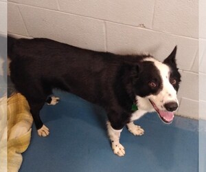 Border Collie Dogs for adoption in Waynesboro, PA, USA