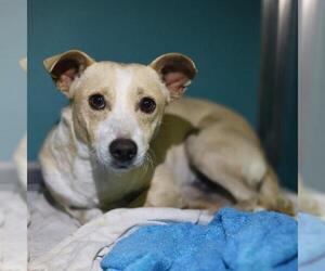 Chihuahua-Unknown Mix Dogs for adoption in San Antonio, TX, USA