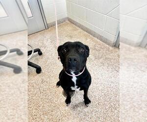 American Pit Bull Terrier-Labrador Retriever Mix Dogs for adoption in Pueblo, CO, USA