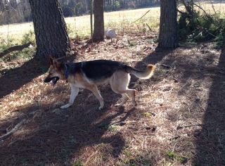 Small German Shepherd Dog