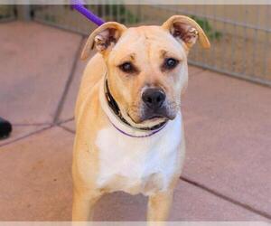 American Pit Bull Terrier-Unknown Mix Dogs for adoption in Martinez, CA, USA