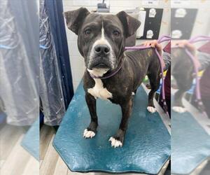 American Bulldog-Unknown Mix Dogs for adoption in Mobile, AL, USA