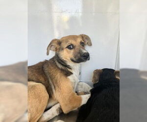 German Shepherd Dog Dogs for adoption in Stockton, CA, USA