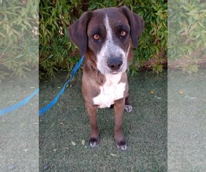 Sheprador Dogs for adoption in Phoenix , AZ, USA