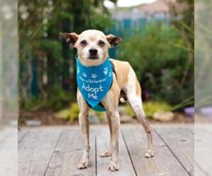Medium Photo #1 Chihuahua Puppy For Sale in Pacific Grove, CA, USA