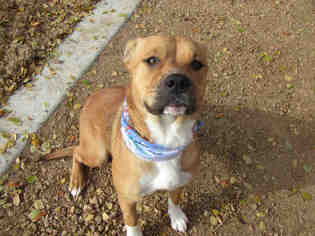 Bullboxer Pit Dogs for adoption in Plano, TX, USA
