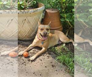 American Pit Bull Terrier-Unknown Mix Dogs for adoption in Binghamton, NY, USA