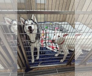 Huskies -white german shepherd Mix Dogs for adoption in Martinsburg, WV, USA