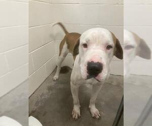 Mastiff-Unknown Mix Dogs for adoption in Rosenberg, TX, USA