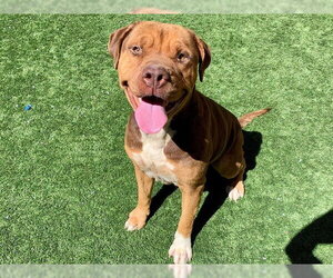 Dogue de Bordeaux-Unknown Mix Dogs for adoption in Moreno Valley, CA, USA