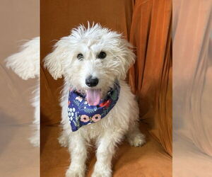 Mutt Dogs for adoption in San Leon, TX, USA