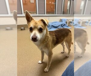 Chihuahua-Shiba Inu Mix Dogs for adoption in Sacramento, CA, USA