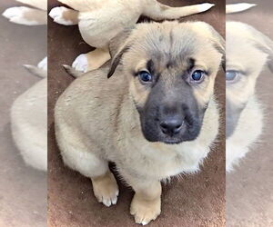 Mutt Dogs for adoption in Estherville, IA, USA