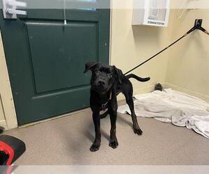 Shepweiller Dogs for adoption in Pasadena, CA, USA