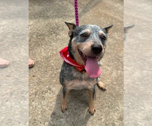 Mutt Dogs for adoption in Holly Springs, NC, USA