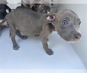 American Pit Bull Terrier-Unknown Mix Dogs for adoption in Houston, TX, USA