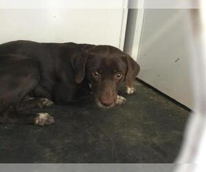 Beagle-Unknown Mix Dogs for adoption in Riverside, CA, USA