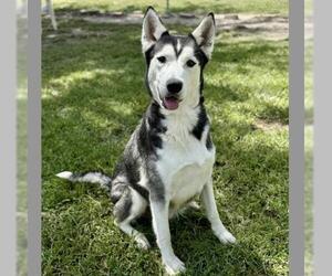 Siberian Husky-Unknown Mix Dogs for adoption in Conroe, TX, USA