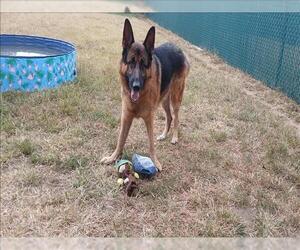 German Shepherd Dog Dogs for adoption in Springfield, MA, USA