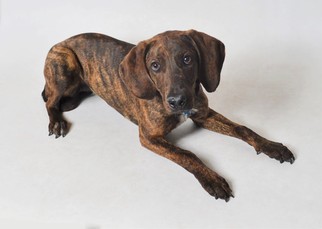 Plott Hound Dogs for adoption in Fruit Heights, UT, USA