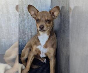 Chihuahua-Unknown Mix Dogs for adoption in San Antonio, TX, USA